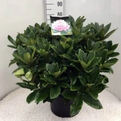 Rhododendron (Rhododendron 'Gomer Waterer') -Garden Plants Series Store rh. gomer waterer c20 1