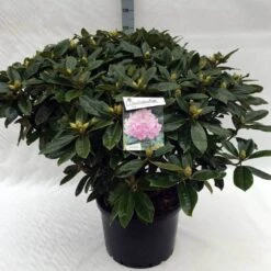 Rhododendron (Rhododendron 'Gomer Waterer') -Garden Plants Series Store rh. gomer waterer c40 1