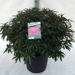 Rhododendron (Rhododendron 'Graziella') -Garden Plants Series Store rh. graziella c30