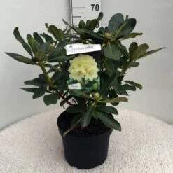 Rhododendron (Rhododendron 'Horizon Monarch') -Garden Plants Series Store rh. horizon monarch c10 50 cm 1