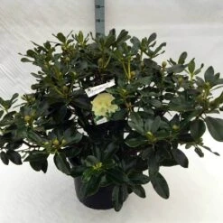 Rhododendron (Rhododendron 'Horizon Monarch') -Garden Plants Series Store rh. horizon monarch c40