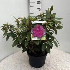 Rhododendron (Rhododendron 'Kokardia') -Garden Plants Series Store rh. kokardia c10 50 cm