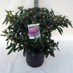 Rhododendron (Rhododendron 'Marcel Menard') -Garden Plants Series Store rh. marcel menard c30 2