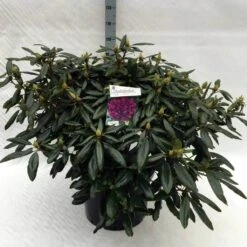 Rhododendron (Rhododendron 'Marcel Menard') -Garden Plants Series Store rh. marcel menard c40 2
