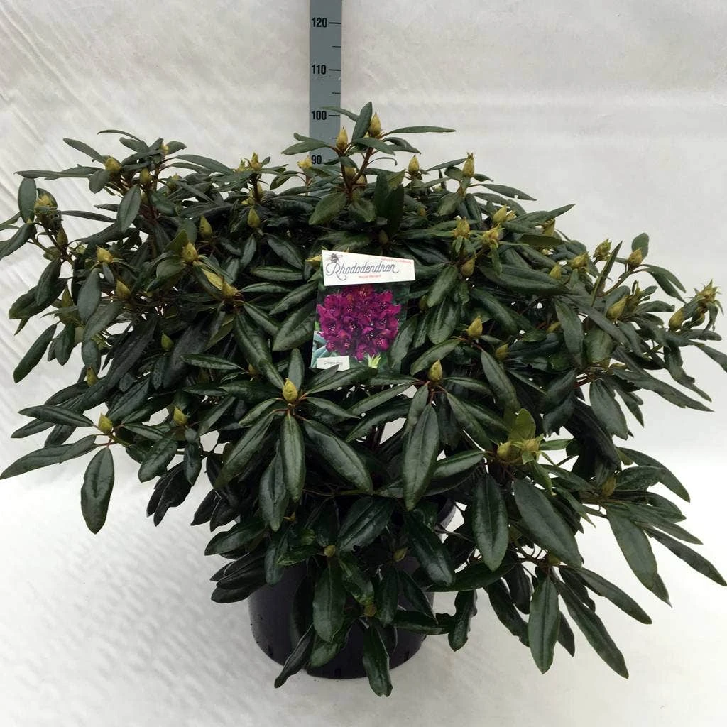 Rhododendron (Rhododendron 'Marcel Menard') 22 Rhododendron (Rhododendron 'Marcel Menard') - Image 20