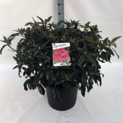 Rhododendron (Rhododendron 'Marie Forte') -Garden Plants Series Store rh. marie forte c30