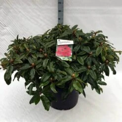 Rhododendron (Rhododendron 'Marie Forte') -Garden Plants Series Store rh. marie forte c40
