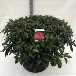 Rhododendron (Rhododendron 'Marie Forte') -Garden Plants Series Store rh. marie forte c80