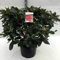 Rhododendron (Rhododendron 'Markeeta's Prize') -Garden Plants Series Store rh. markeeta s prize c40