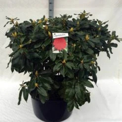 Rhododendron (Rhododendron 'Markeeta's Prize') -Garden Plants Series Store rh. markeeta s prize c80