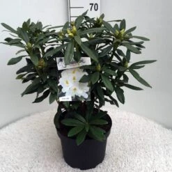 Rhododendron (Rhododendron 'Madame Masson') -Garden Plants Series Store rh. mme masson c10 50 cm