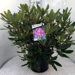 Bosrhododendron (Rhododendron Ponticum 'Roseum') -Garden Plants Series Store rh. ponticum roseum c20