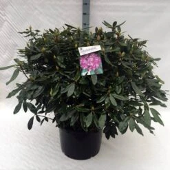 Bosrhododendron (Rhododendron Ponticum 'Roseum') -Garden Plants Series Store rh. ponticum roseum c40