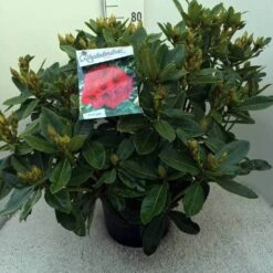 Rhododendron (Rhododendron 'Red Jack') -Garden Plants Series Store rh. red jack c20