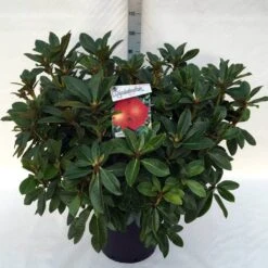 Rhododendron (Rhododendron 'Red Jack') -Garden Plants Series Store rh. red jack c30