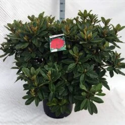 Rhododendron (Rhododendron 'Red Jack') -Garden Plants Series Store rh. red jack c40 1