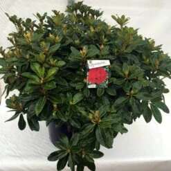 Rhododendron (Rhododendron 'Red Jack') -Garden Plants Series Store rh. red jack c80 1
