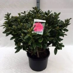 Rhododendron (Rhododendron 'Rocket') -Garden Plants Series Store rh. rocket c40