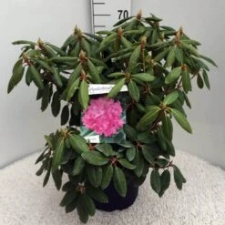 Rhododendron (Rhododendron 'Roseum Elegans') -Garden Plants Series Store rh. roseum elegans c10 50 cm