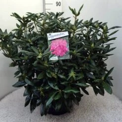 Rhododendron (Rhododendron 'Roseum Elegans') -Garden Plants Series Store rh. roseum elegans c20 1