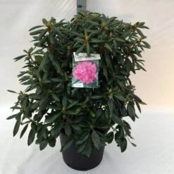 Rhododendron (Rhododendron 'Roseum Elegans') -Garden Plants Series Store rh. roseum elegans c30 1