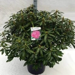 Rhododendron (Rhododendron 'Roseum Elegans') -Garden Plants Series Store rh. roseum elegans c40