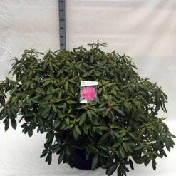 Rhododendron (Rhododendron 'Roseum Elegans') -Garden Plants Series Store rh. roseum elegans c80 1