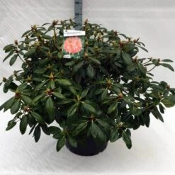 Rhododendron (Rhododendron 'Virginia Richards') -Garden Plants Series Store rh. virginia richards c40