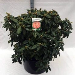Rhododendron (Rhododendron 'Virginia Richards') -Garden Plants Series Store rh. virginia richards c80