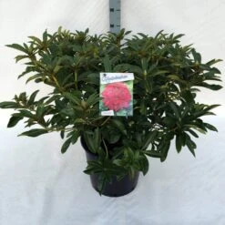 Rhododendron (Rhododendron 'Wilgen's Ruby') -Garden Plants Series Store rh. wilgen s ruby c30 1