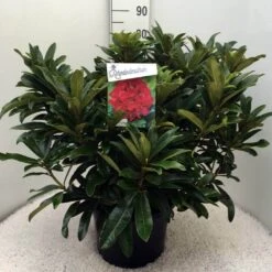 Rhododendron (Rhododendron 'Wilgen's Ruby') -Garden Plants Series Store rh. wilgens ruby c20