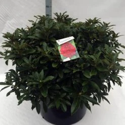 Rhododendron (Rhododendron 'Wilgen's Ruby') -Garden Plants Series Store rh. wilgens ruby c80 1