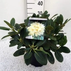 Rhododendron (Rhododendron 'Flava') -Garden Plants Series Store rh. y flava c5