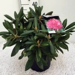 Dwergrhododendron (Rhododendron 'Polaris') 10 Dwergrhododendron (Rhododendron 'Polaris') -Garden Plants Series Store rh. y polaris c5