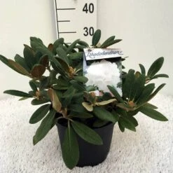 Dwergrhododendron (Rhododendron 'Porzellan') -Garden Plants Series Store rh. y porzelan c5 1
