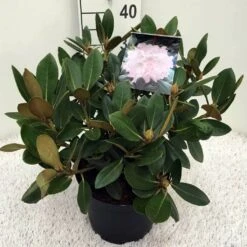 Dwergrhododendron (Rhododendron 'Silberwolke') 6 Dwergrhododendron (Rhododendron 'Silberwolke') -Garden Plants Series Store rh. y silberwolke c5