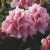 Rhododendron (Rhododendron 'Albert Schweitzer') -Garden Plants Series Store rhaschwe 2