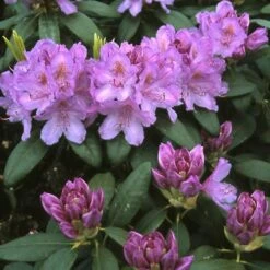 Rhododendron (Rhododendron Catawbiense 'Grandiflorum') -Garden Plants Series Store rhcgrand 13
