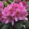 Rhododendron (Rhododendron 'Delta') -Garden Plants Series Store rhdelta 2 1