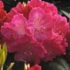 Rhododendron (Rhododendron 'Germania') -Garden Plants Series Store rhgerman 2