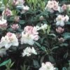 Rhododendron (Rhododendron 'Gomer Waterer') -Garden Plants Series Store rhgwater 2