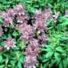 Rhododendron (Rhododendron 'Lee's Dark Purple') -Garden Plants Series Store rhldpurp 1 1