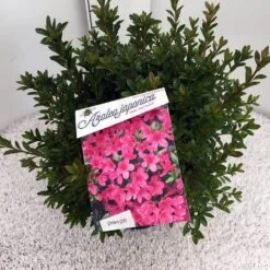 Japanse Azalea (Rhododendron 'Madame Van Hecke') -Garden Plants Series Store rho. aj mme van hecke c10 1
