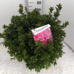 Japanse Azalea (Rhododendron 'Madame Van Hecke') -Garden Plants Series Store rho. aj mme van hecke c15 1