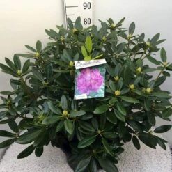 Rhododendron (Rhododendron Catawbiense 'Grandiflorum') -Garden Plants Series Store rho. cat grandiflorum c20