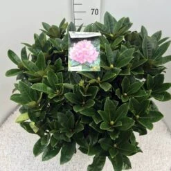 Rhododendron (Rhododendron 'Gomer Waterer') -Garden Plants Series Store rho. gomer waterer c20