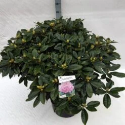 Rhododendron (Rhododendron 'Gomer Waterer') -Garden Plants Series Store rho. gomer waterer c40 1