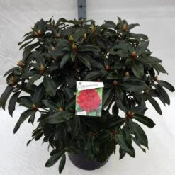 Rhododendron (Rhododendron 'Halfdan Lem') -Garden Plants Series Store rho. halfdan lem c40