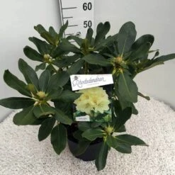 Rhododendron (Rhododendron 'Horizon Monarch') -Garden Plants Series Store rho. horizon monarch c10 50 cm