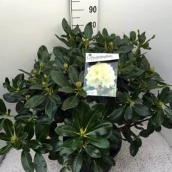 Rhododendron (Rhododendron 'Horizon Monarch') -Garden Plants Series Store rho. horizon monarch c20